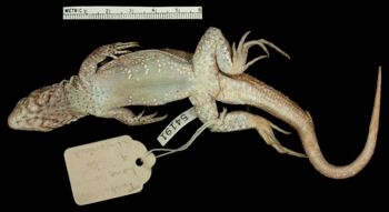 Media type: image;   Herpetology R-54191 Aspect: ventral